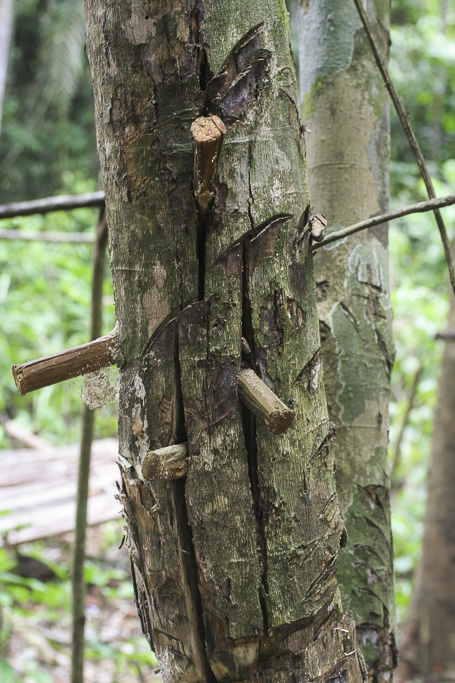 Orang rimba´s way of cut the wood longitudinally. Jungle Area of Bukit Duabelas National Park. Jambi province. Sumatra. Indonesia.