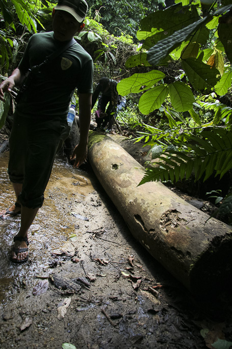 A patrol walks over a dry stream plenty of abandoned illegal logs. Jungle Area of Bukit Duabelas National Park. Jambi province. Sumatra. Indonesia.