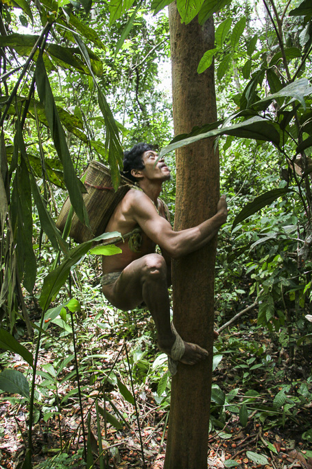 Orang rimba man in the jungle climbing a tree to gather fruits. Jungle Area of Bukit Duabelas National Park. Jambi province. Sumatra. Indonesia.